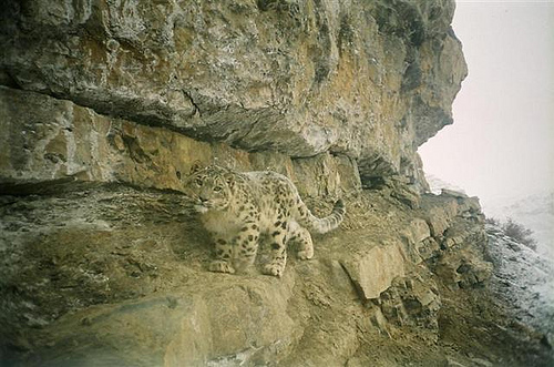 Snow Leopard Pictures. Snow Leopard Trust#39;s