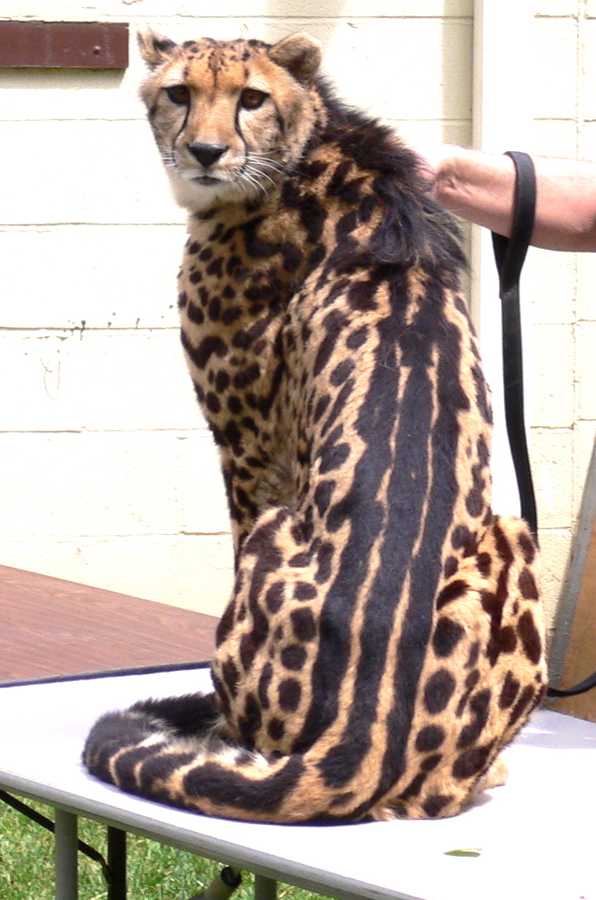http://ylovebigcats.com/fr/wp-content/uploads/2008/11/king_cheetah.jpg