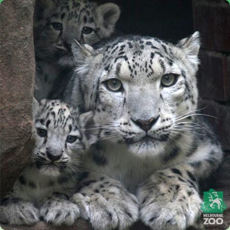 Snow leopard cubs in Melbourne