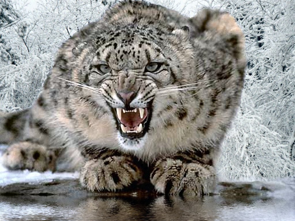 Image result for leopard snow
