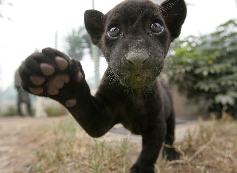 Black baby jaguar