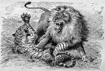 Lion and tiger, engraving by Ludwig Beckmann, circa. 1875-80