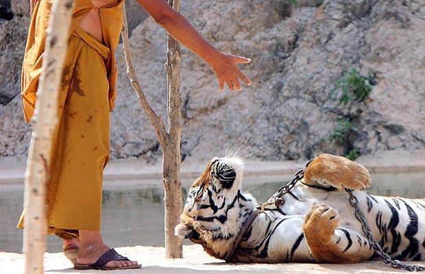The monk and the tiger