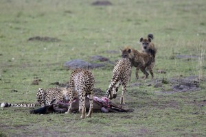 Cheetah does not want to abandon the kill - Copyright (C) 2008 Y.Roumazeilles