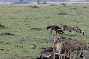 Cheetah chasing a hyena - Copyright (C) 2008 Y.Roumazeilles