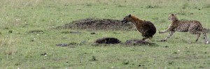 Cheetah chasing a hyena - Copyright (C) 2008 Y.Roumazeilles