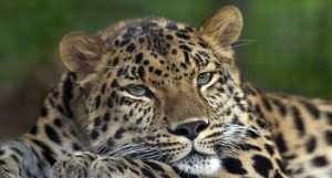 Amur Leopard (Panthera pardus orientalis). Pittsburgh Zoo. Colin Hines.