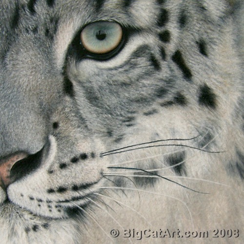 L'oeil du léopard des neiges