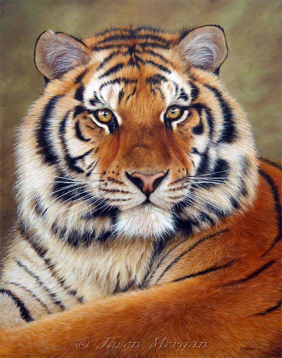 Siberian tiger (by Jason Morgan)