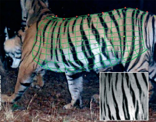 Reconnaissance d'image pour les rayures de tigre