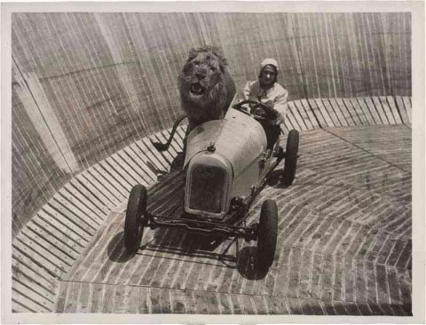 Lion in a car