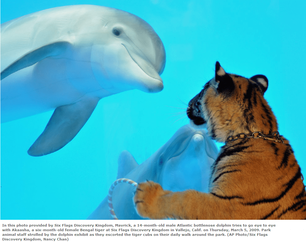 tiger_and_dolphin