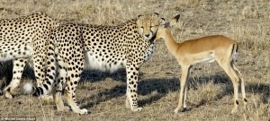 cheetah_impala_love