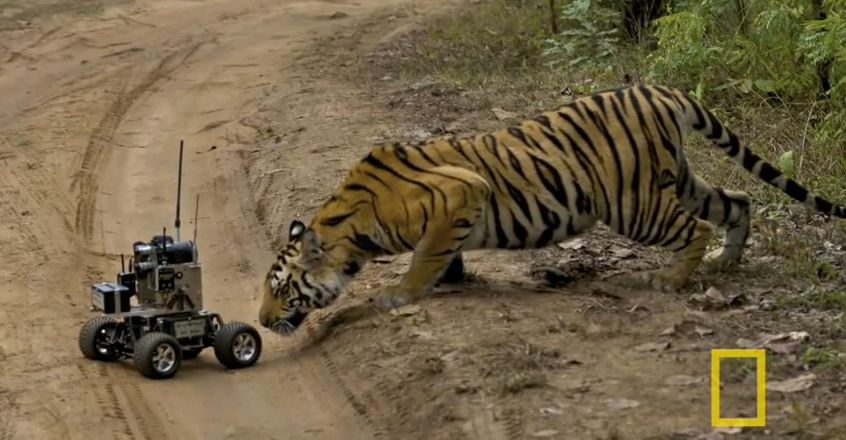 tiger.vs.robot