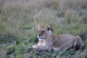 Lionness, Kenya (Copyright 2008 Yves Roumazeilles)
