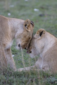 Two lions (Copyright 2008 - Yves Roumazeilles)