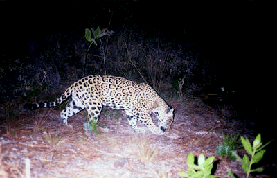 Jaguar (SINC / Octavio Monroy-Vilchis et al)