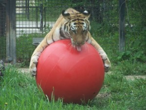 Kendra and its red ball