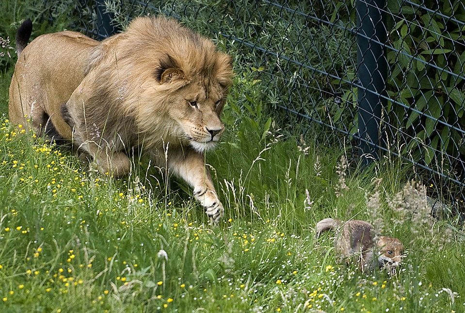 The lion and the fox (Martin Meissner/Associated Press)