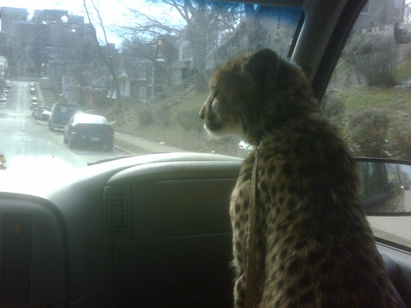 Cheetahs prefer the front seat