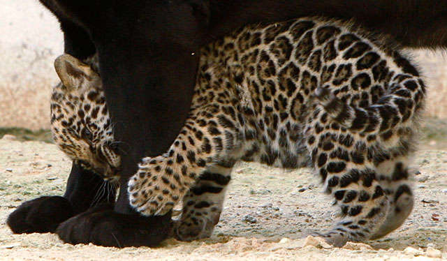 jaguar9