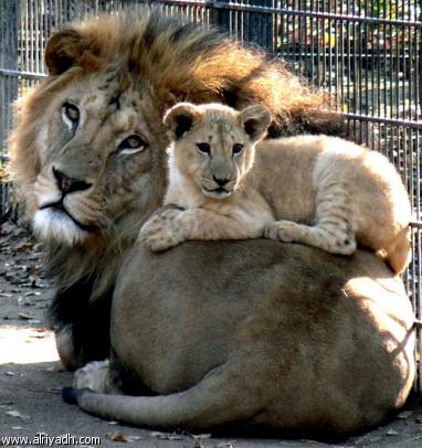 lion_atlas_zoo
